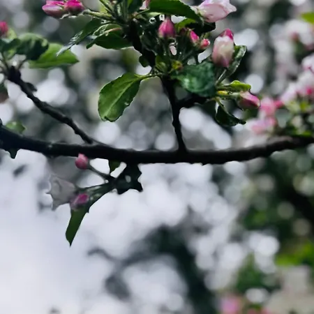 Au Coron Des Anges - Havré - - Pairi Daiza - Shape Сasa de vacaciones