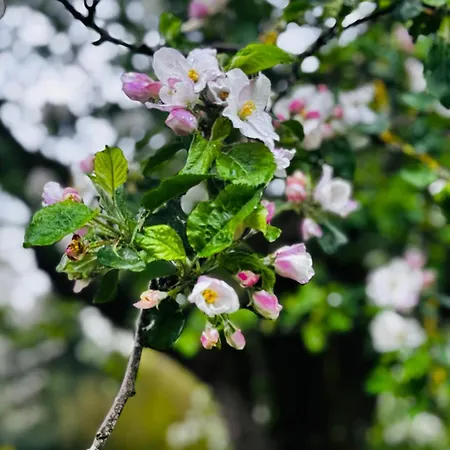 Au Coron Des Anges - Havre - - Pairi Daiza - Shape 別荘