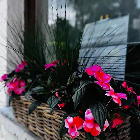 Au Coron Des Anges - Havré - - Pairi Daiza - Shape