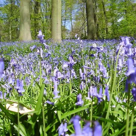 Сasa de vacaciones Au Coron Des Anges - Havré - - Pairi Daiza - Shape Mons
