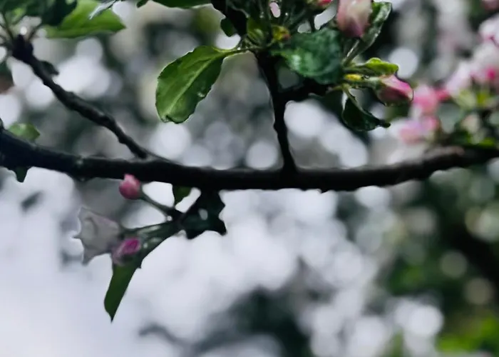 Au Coron Des Anges - Havré - - Pairi Daiza - Shape Сasa de vacaciones