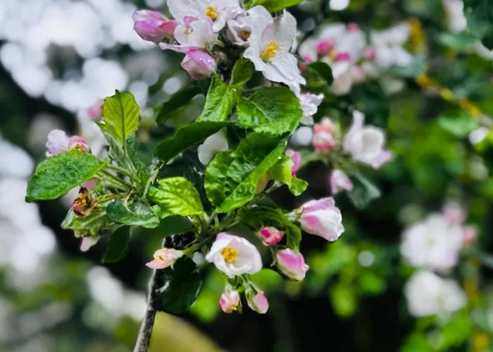 Au Coron Des Anges - Havré - - Pairi Daiza - Shape Сasa de vacaciones