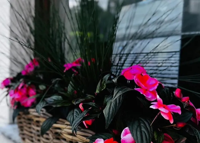 Au Coron Des Anges - Havré - - Pairi Daiza - Shape