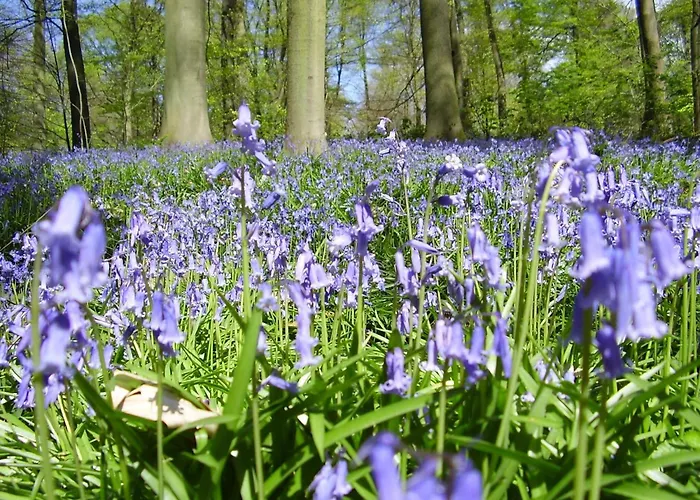 Hébergement de vacances Au Coron Des Anges - Havré - - Pairi Daiza - Shape Mons